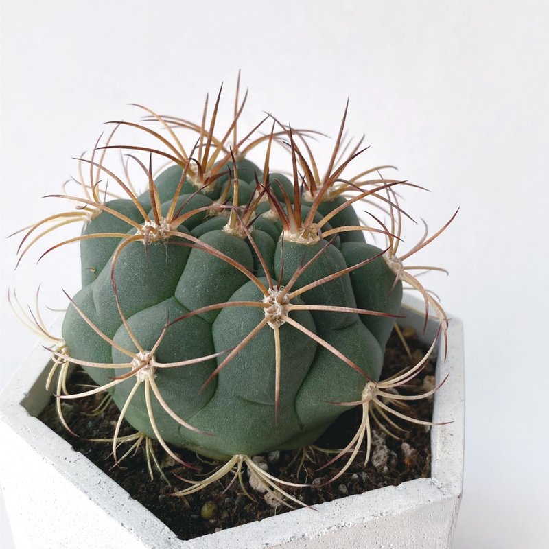 (現貨) 白灰漸層系列 | 新天地 仙人球 六邊形水泥仙人掌植栽 - 植栽/盆栽 - 植物．花 灰色