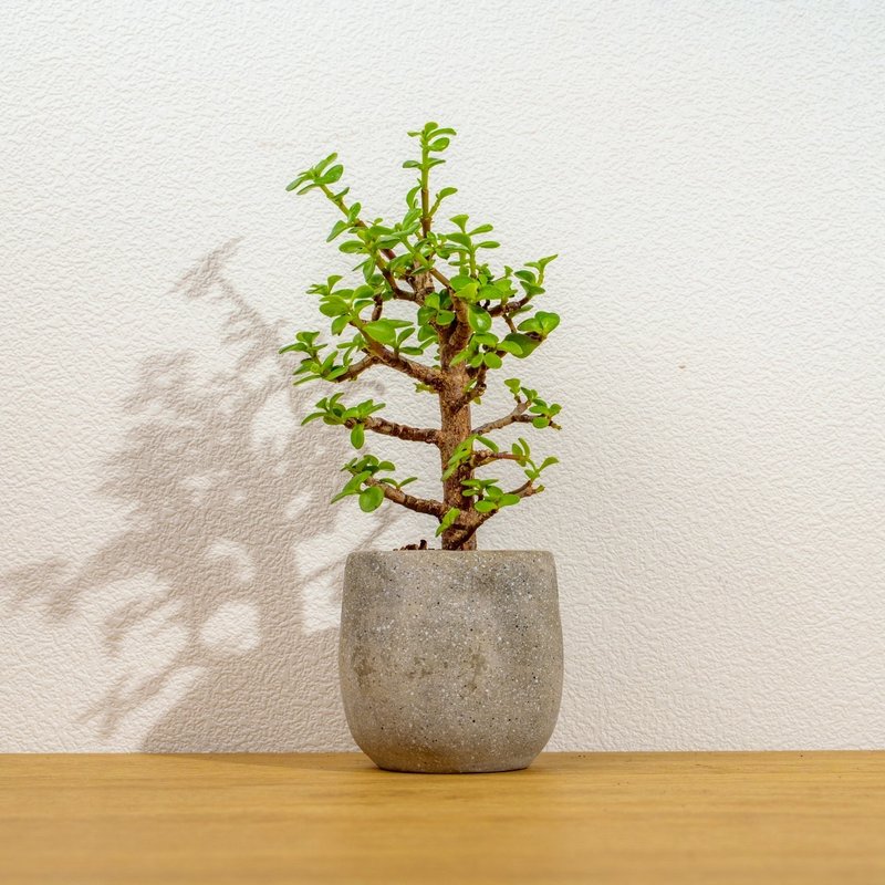 銀杏木 桌上型水泥盆栽 觀葉植物 禮物 盆栽 交換禮物 辦公室小物 - 盆栽/植栽 - 植物．花 