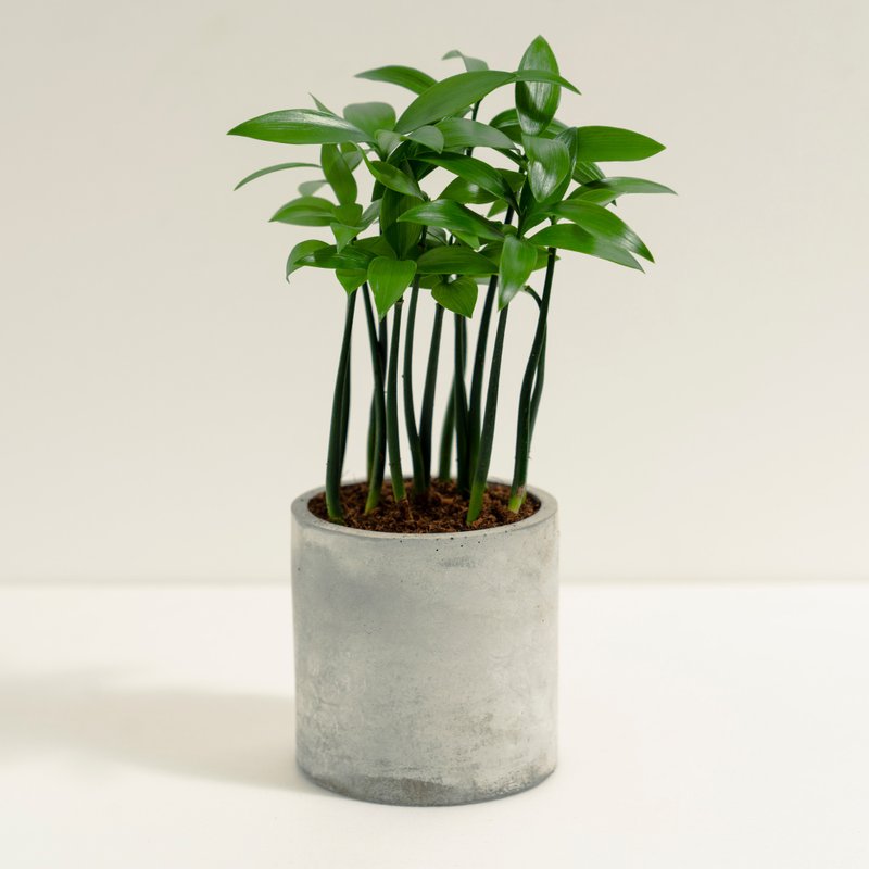 Bamboo Cypress│Clay Work Series│Fortune Planted - Plants - Cement Green