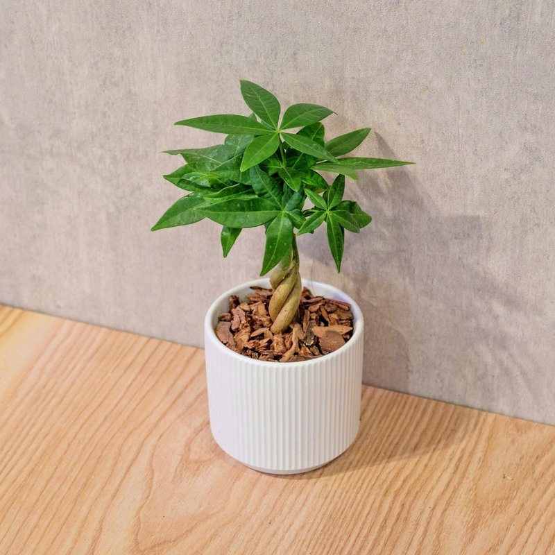 馬拉巴栗 莫蘭迪色系直紋陶盆 室內植物 觀葉植物 禮物 盆栽 - 盆栽/植栽 - 植物．花 白色