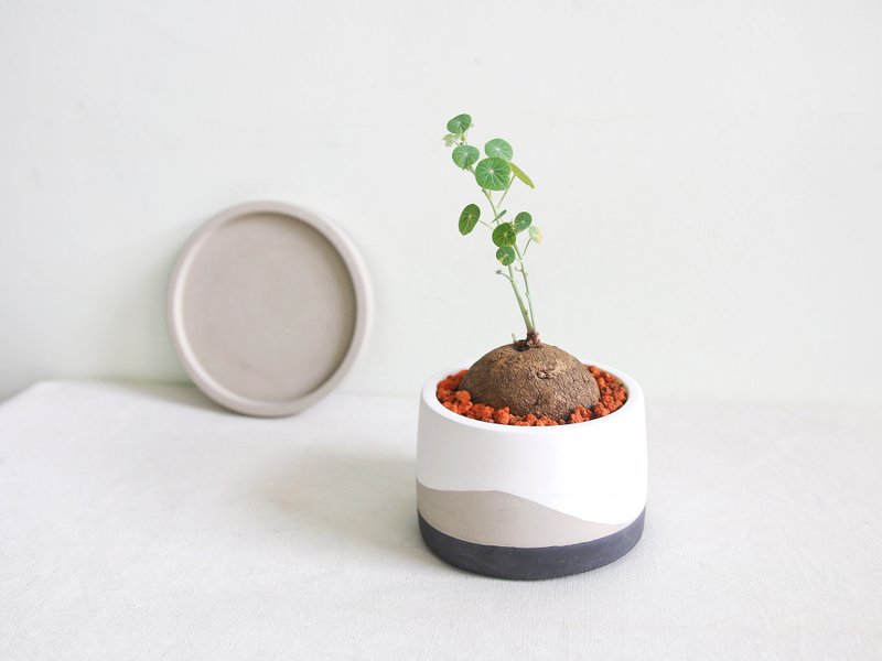 Round Leaf Mountain Tortoise • Round and fat Cement potted plant in early morning fog / Customized English letters - Plants - Cement Black