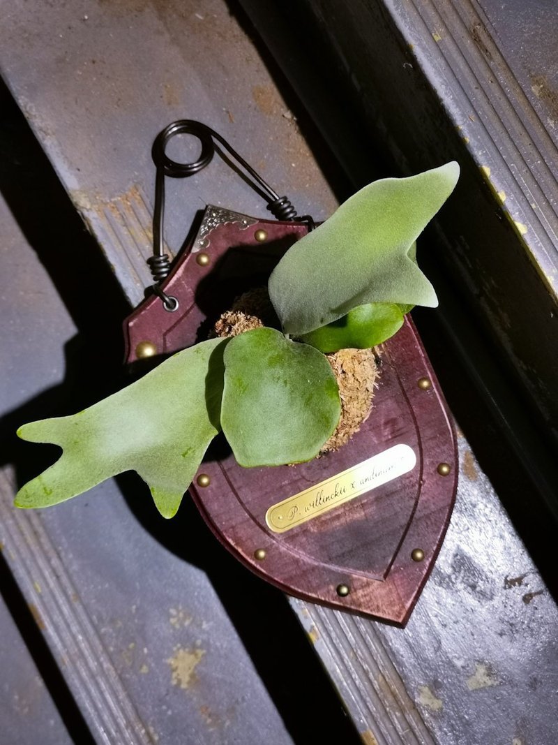 特殊品種鹿角蕨結合工業風手作木盾 - 其他 - 植物．花 