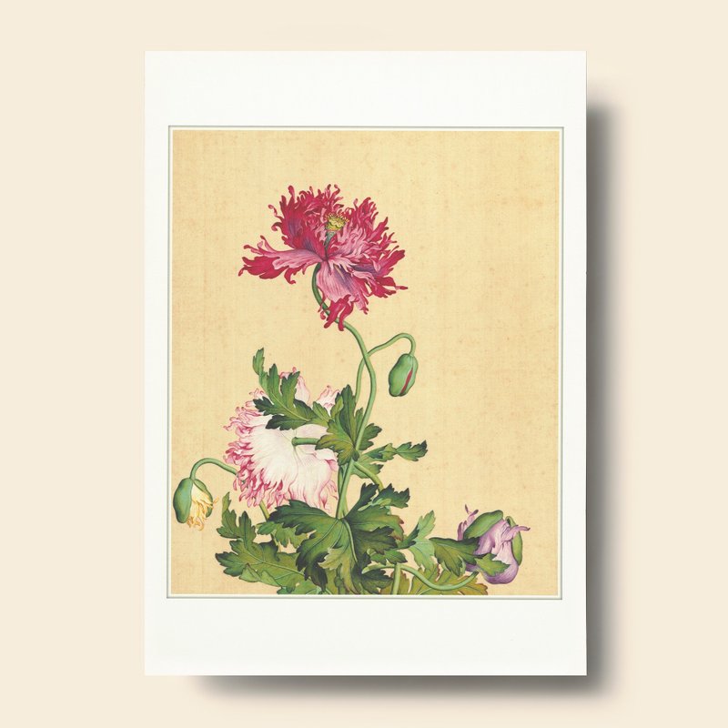 【藝術畫卡】仙萼長春 罌粟 | B4畫卡 - 海報/掛畫/掛布 - 紙 卡其色
