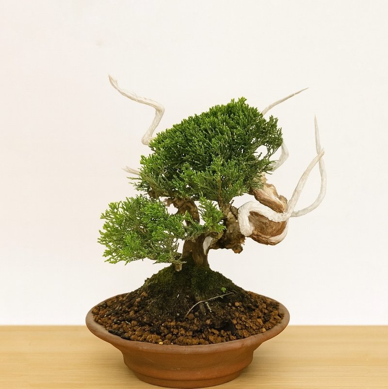 小品盆栽・系魚川真柏・シンパク - 盆栽/植栽 - 植物．花 