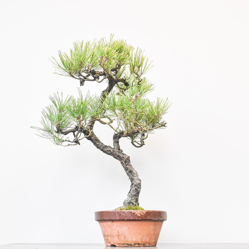 Black Pine | Bonsai Planet - ตกแต่งต้นไม้ - พืช/ดอกไม้ 