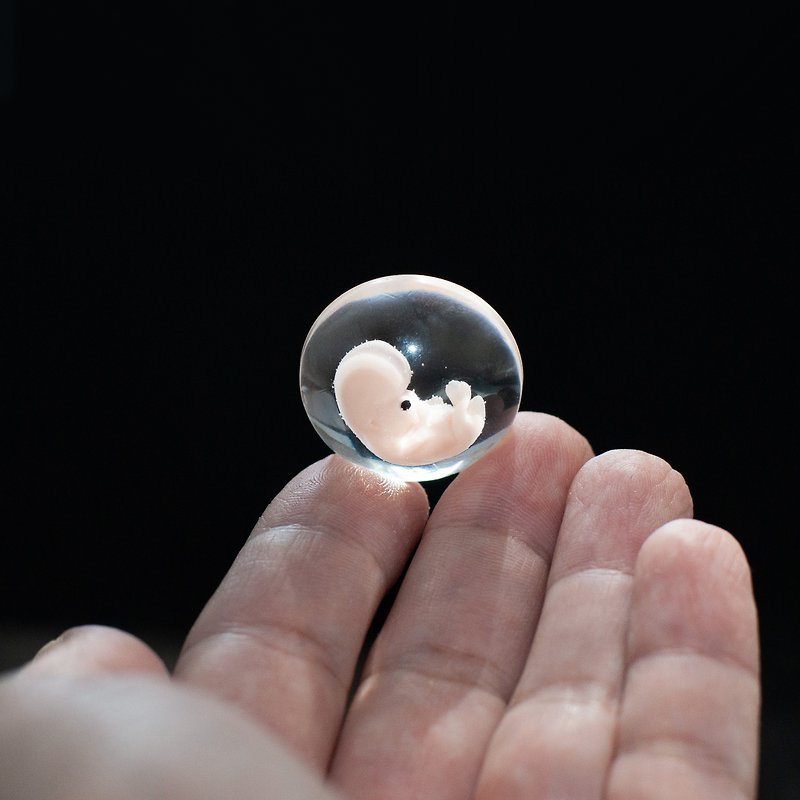 Embryo 7 weeks in Lens, 7 weeks pregnant, Sculpture cast in resin. - 公仔模型 - 樹脂 