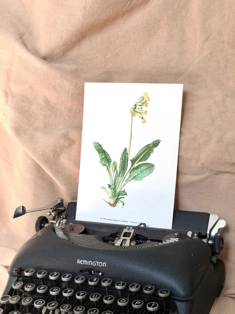 Vintage 捷克植物手繪圖鑑 - 黃花九輪草 Primula veris - 壁貼/牆壁裝飾 - 紙 