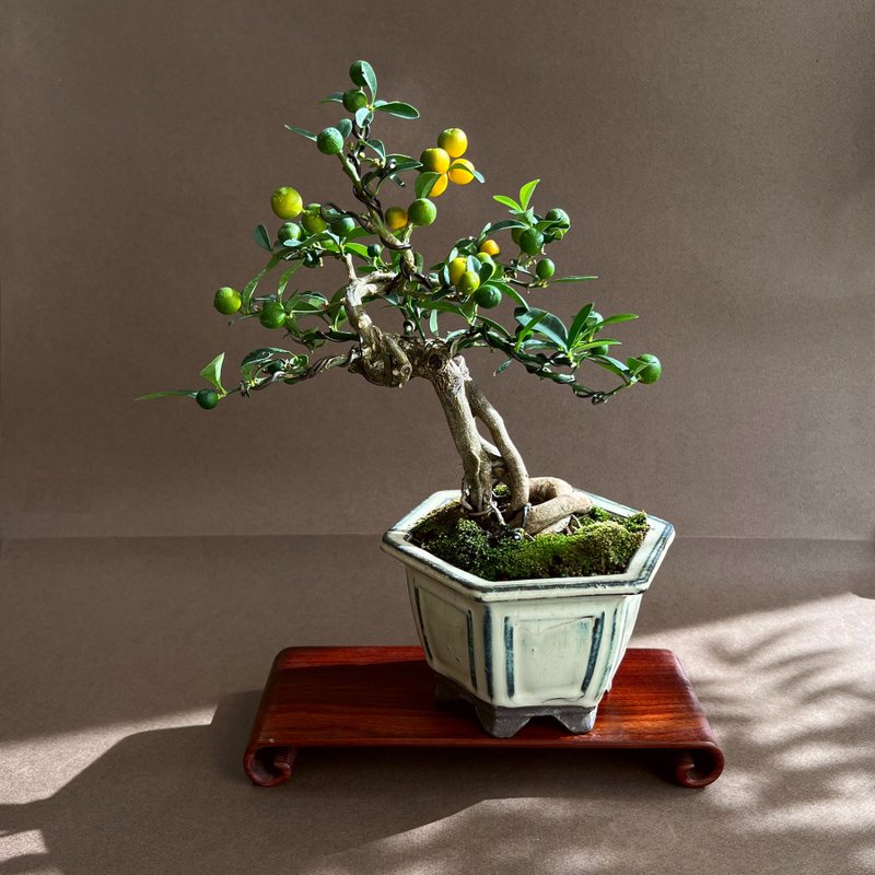 Japanese golden mandarin orange | small potted plant bearing fruit - Plants - Pottery 