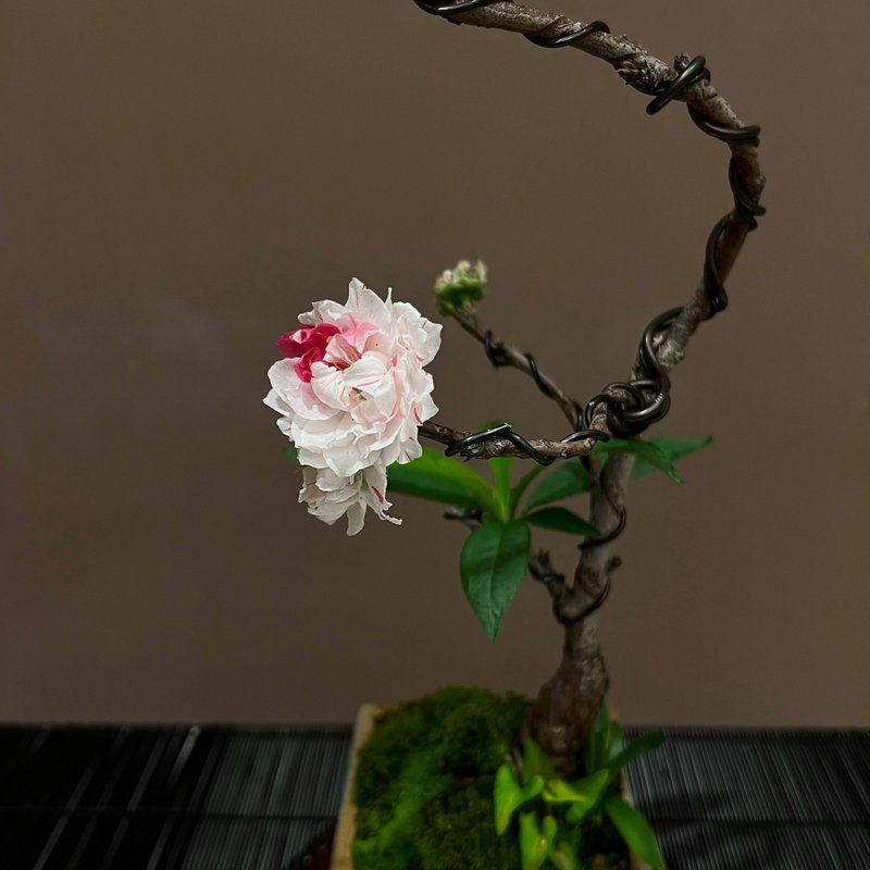 源平桃花 げんぺいもも∣中品盆栽 開花中 - 盆栽/植栽 - 陶 