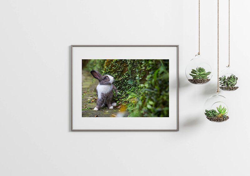 Rabbit Photography Art Giclee-Blue Eyes - Posters - Paper Green