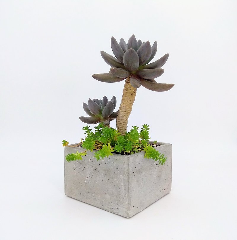 [Square pot] Cement flower/ Cement potted plant/ Cement planting (plants not included) - ตกแต่งต้นไม้ - ปูน สีเทา