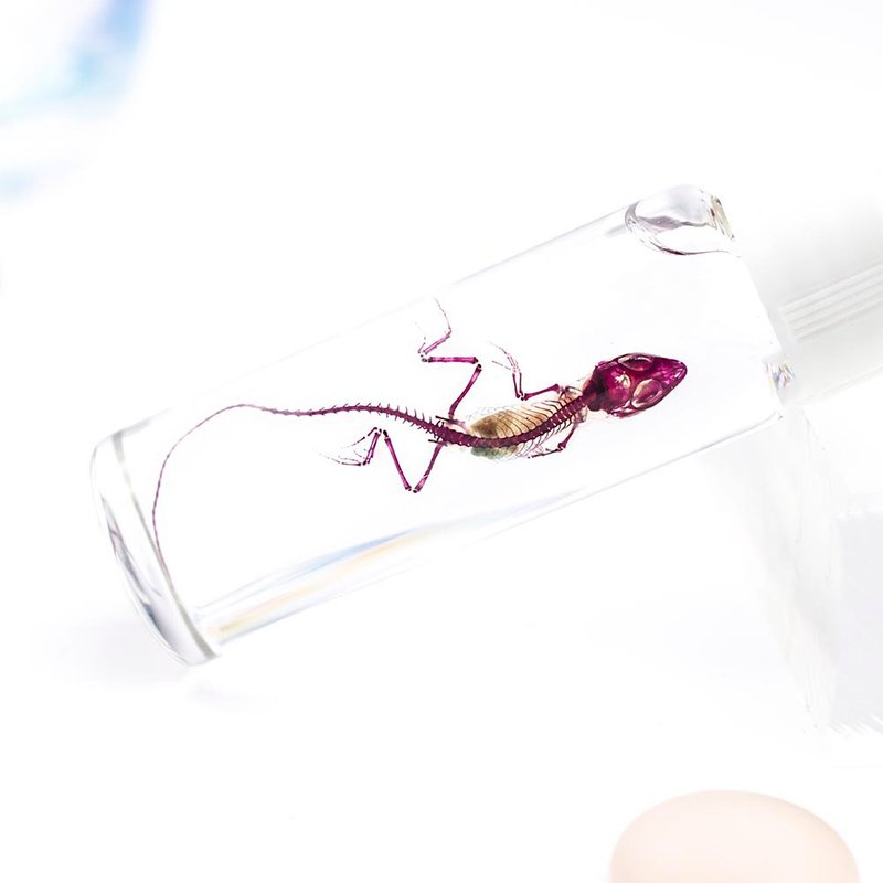 Transparent specimens Sharbourne's anole, reptile specimens, alien species from Taiwan - ของวางตกแต่ง - แก้ว สีแดง