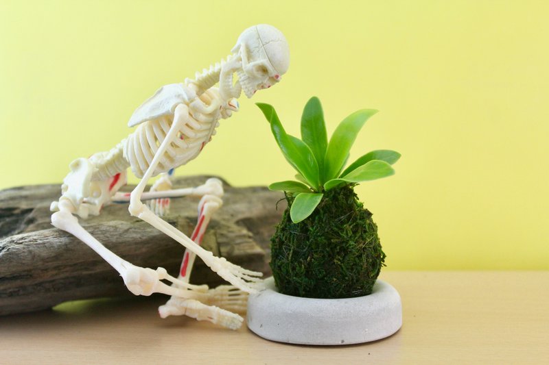 森林系 苔球-小(含底座) 當季蕨類 山蘇 觀葉 - 盆栽/植栽 - 植物．花 綠色