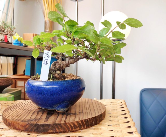 莢蒾Viburnum tinus - 設計館盆景星球Bonsai Planet 植栽/盆栽- Pinkoi