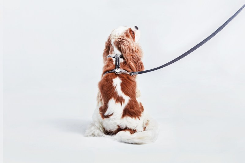 【tails&me x APUJAN】Black Dot Dog Harness (Grey/Blue) - Collars & Leashes - Nylon Multicolor