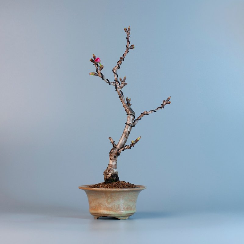 【日本植物】關山櫻 觀花植物 小品盆栽 - 盆栽/植栽 - 植物．花 