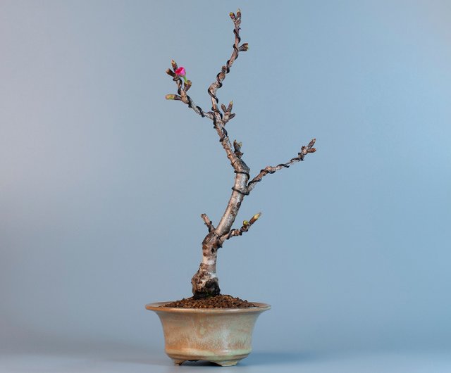 日本の植物】関山桜 植物スケッチ 鉢植え - ショップ sparrowbonsai 観葉植物 - Pinkoi