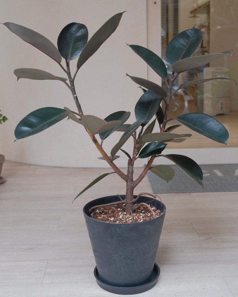 黑金剛橡膠樹 - 植栽/盆栽 - 植物．花 