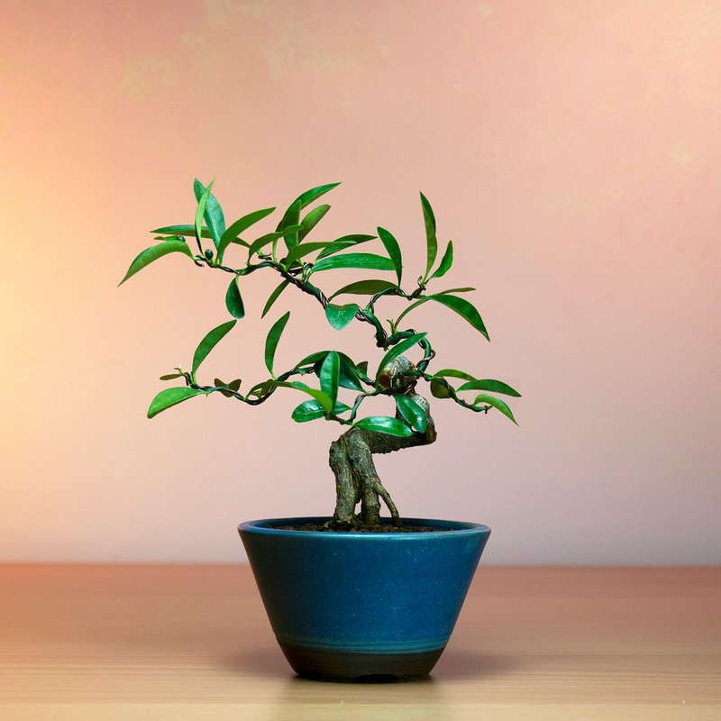 【陽台植物】金豆柑 花果盆景 庭院 花圃植物 - 盆栽/植栽 - 植物．花 