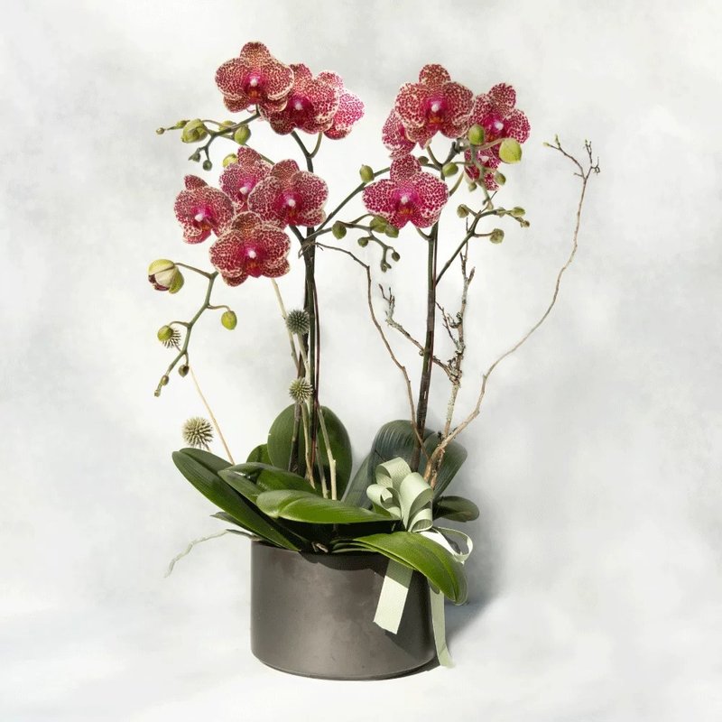 Millennium Phalaenopsis Planting - ตกแต่งต้นไม้ - พืช/ดอกไม้ สึชมพู