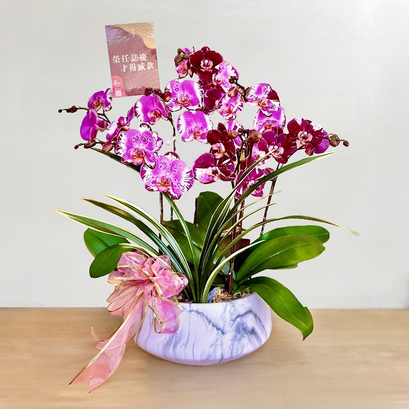 Exclusive design│Purple potted flower opening potted flower promotion flower gift [Limited to six days of delivery] - Plants - Plants & Flowers Purple