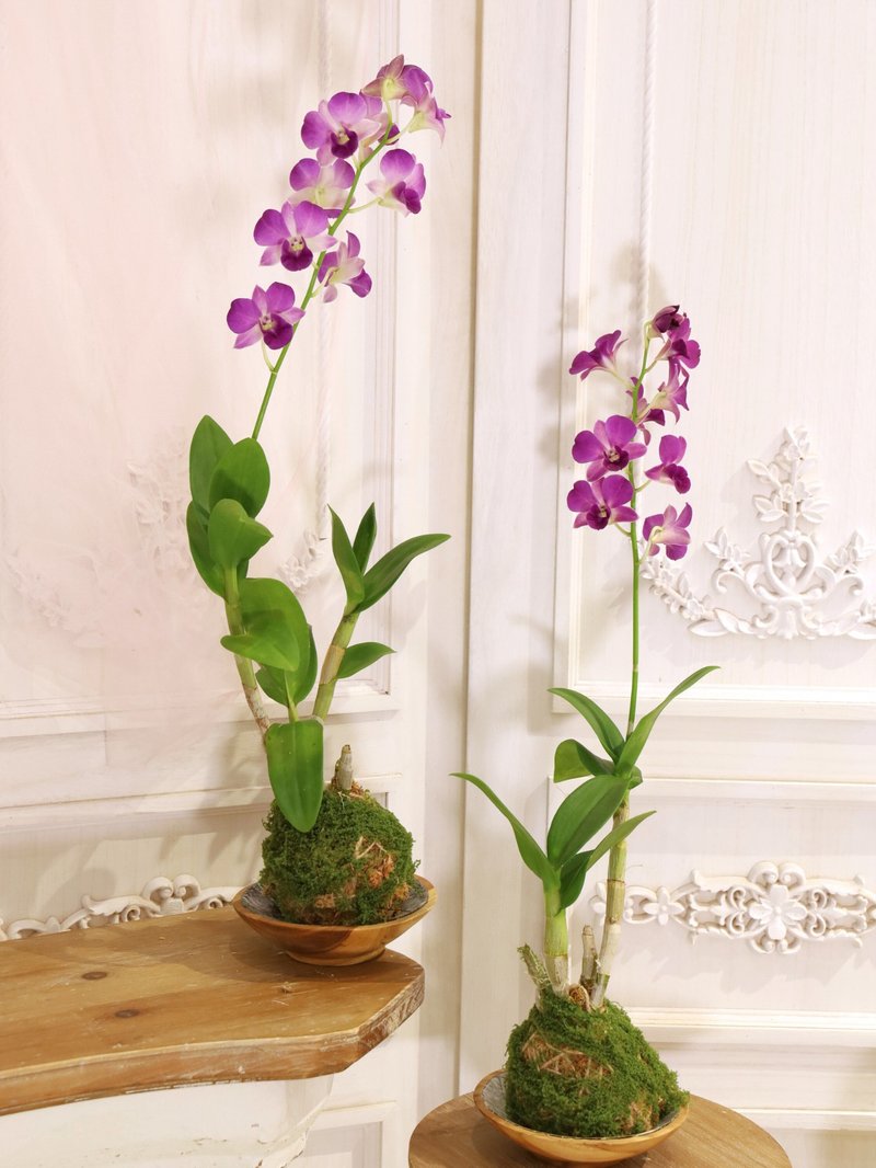 蘭花苔球盆栽 - 盆栽/植栽 - 植物．花 綠色