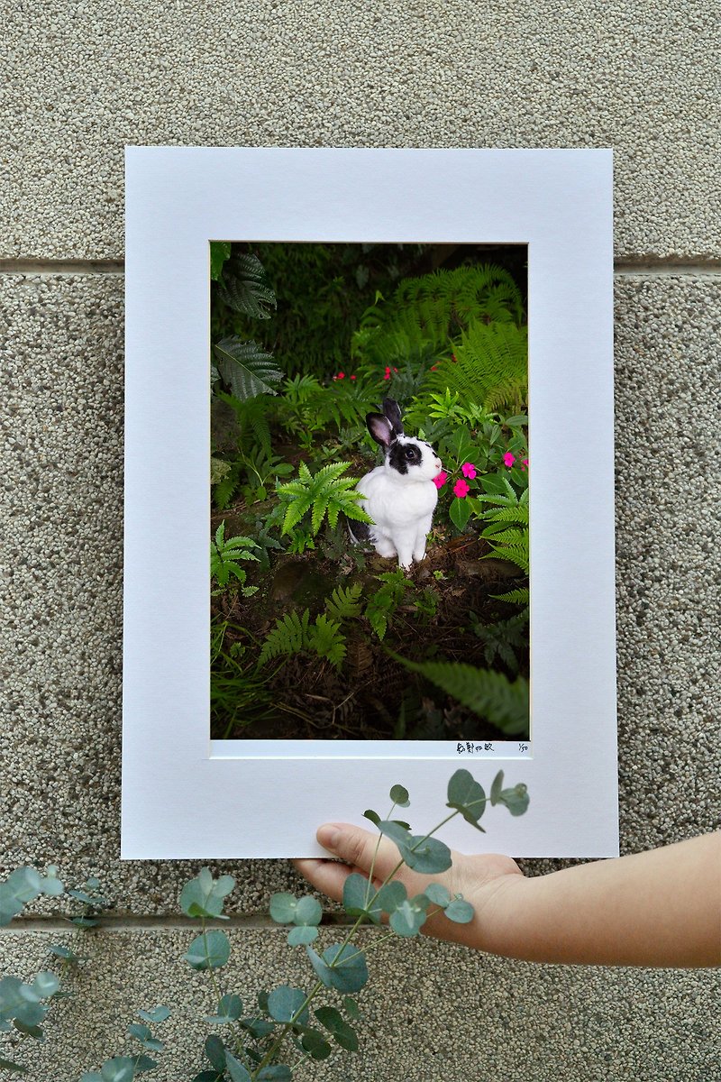 Original limited edition rabbit photography art-Legend - Items for Display - Paper Green