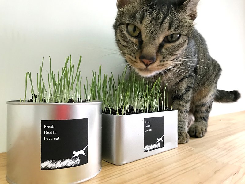 "Zebra and dog" small fresh wheatgrass potted barley grass potted cat grass potted to your desk cute and fresh! - อื่นๆ - โลหะ สีเงิน