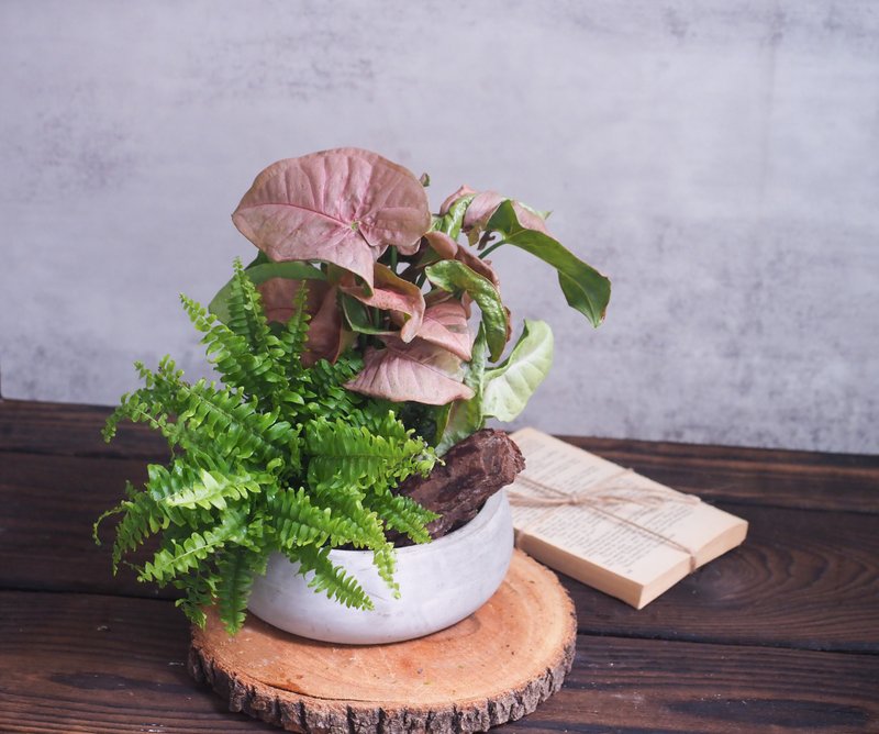 園藝治療體驗課程  粉色佳人手作苔球 。合果芋+澎澎蕨 - 植栽/花藝 - 植物．花 