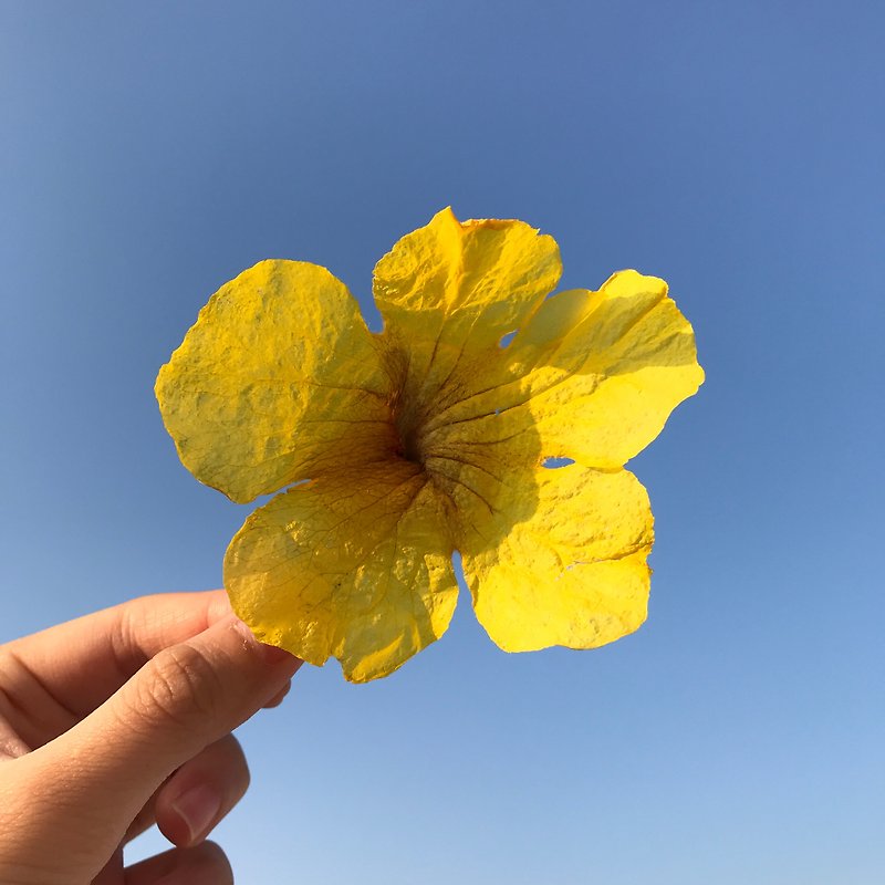 Yellow flower campanula│Homemade dried flowers, fresh flowers, dried fruits - ช่อดอกไม้แห้ง - พืช/ดอกไม้ สีเหลือง