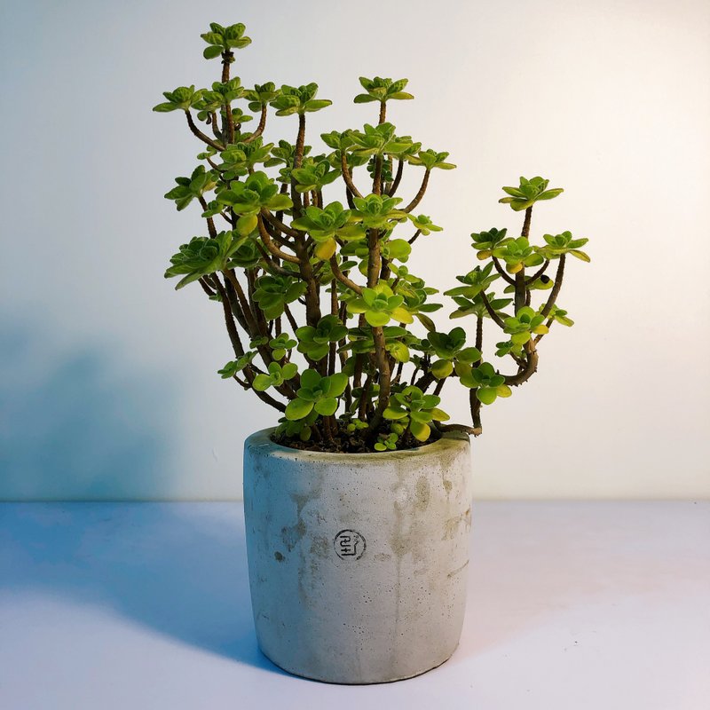 Small Leaf Left Hand Fragrant Small Rock Basin - Plants - Plants & Flowers Gray