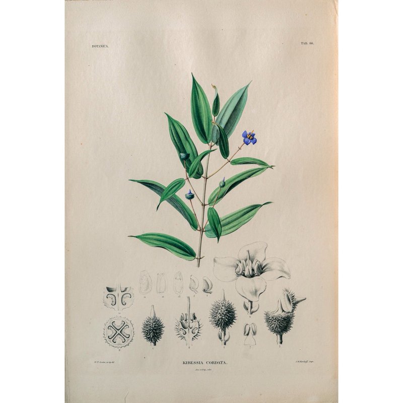 Kibessia Cordata-Plant Book-Prints - ポスター・絵 - 紙 