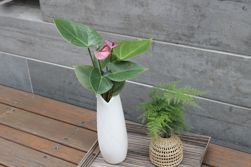 Hydroponics Planting│Purple Flamingo Flower_Indoor Plants Office Potted Plants Store Layout Gift - ตกแต่งต้นไม้ - ดินเผา 