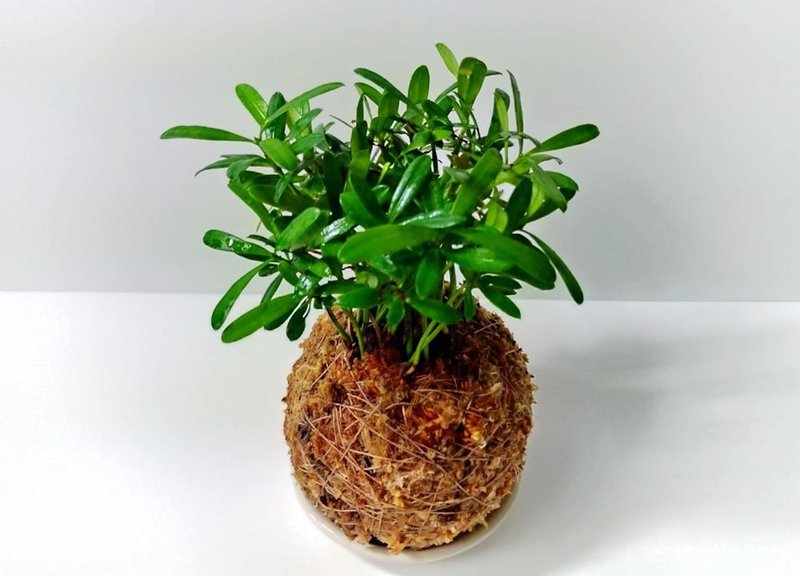 居家幸福苔球 苔玉 智利原色水苔 五行幸運植物 羅漢松 - 花藝/盆栽/植栽 - 植物．花 
