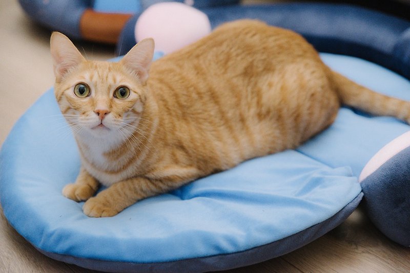 Headphone Shape Folding Mattress - Anwen Blue Dog Mat Cat Mat Pet Bed - ที่นอนสัตว์ - ไฟเบอร์อื่นๆ สีน้ำเงิน