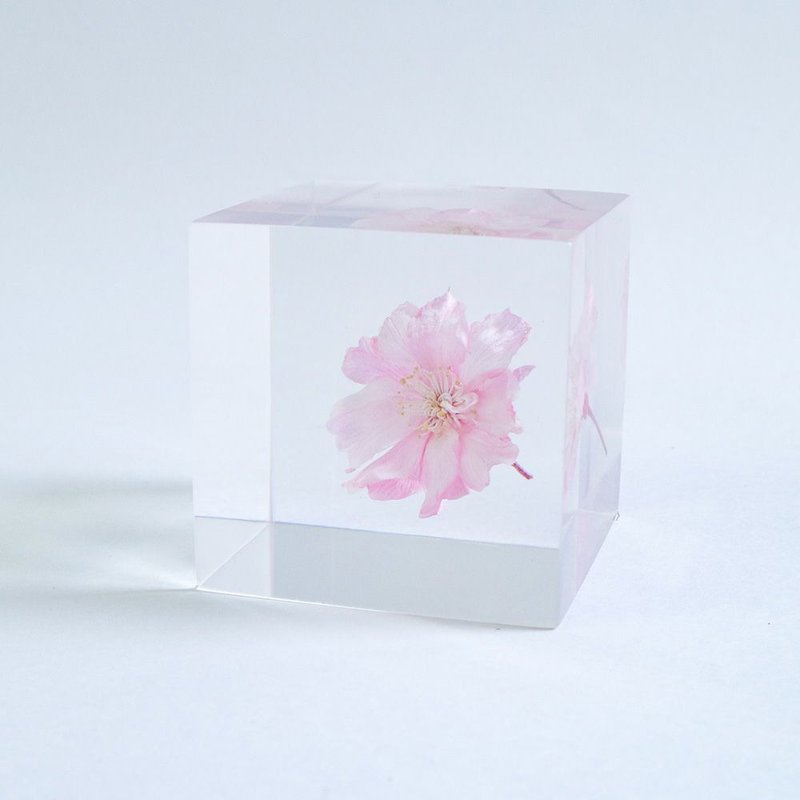 Sola cube 八重紅枝垂櫻花立方塊_智慧、優雅 - 擺飾/家飾品 - 植物．花 透明