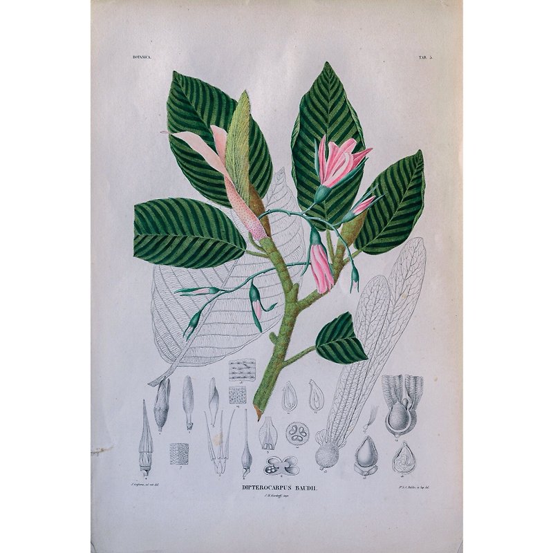 Dipterocarpus Baudii-Plant Book-Printmaking - โปสเตอร์ - กระดาษ 
