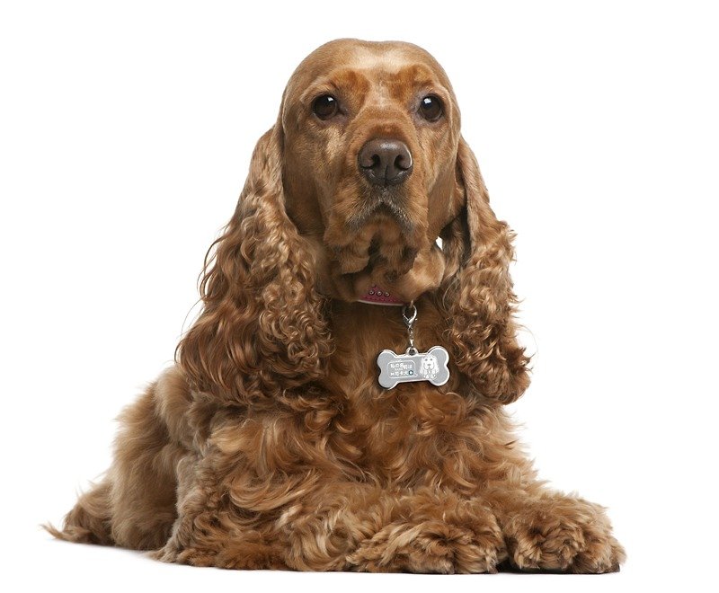 [Cocker Spaniel] "Bone vs. Round" Exclusive Special Edition-Custom Brand (6 Color Diamonds) ◆Cute x Anti-lost ◆ - Collars & Leashes - Other Metals 