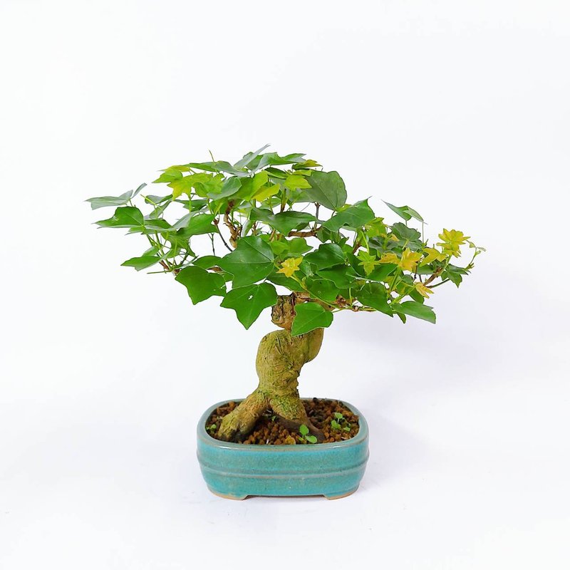 中品盆栽・日本宮樣楓・ミヤサマカエデ - 盆栽/植栽 - 植物．花 