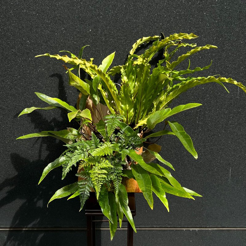 罕見斑葉石葦∣波浪山蘇 蕨類山野草合植上板 - 植栽/盆栽 - 陶 