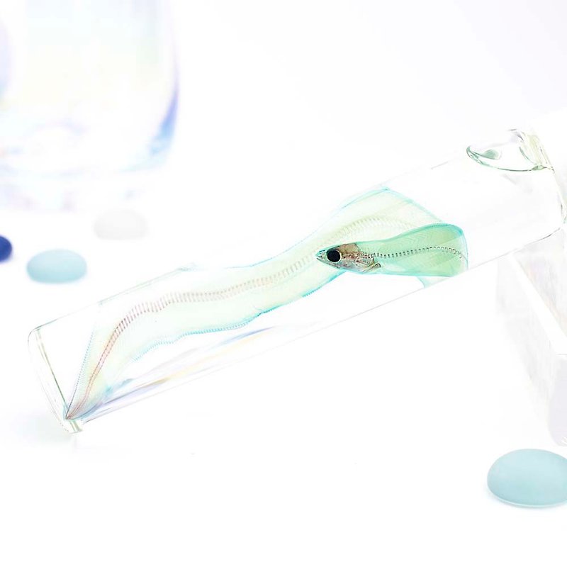 透明標本 柳葉鰻 魚類標本 台灣海洋生物 - 擺飾/家飾品 - 玻璃 綠色