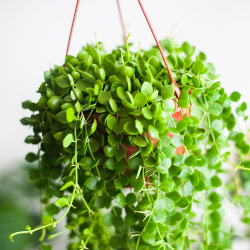 串錢藤盆栽 療癒吊盆植物 室內種植 室外種植 送禮 觀葉 - 盆栽/植栽 - 植物．花 綠色