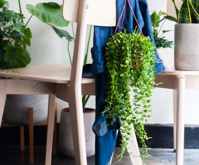 ストリングマネーつる鉢植えヒーリングハンギングポット植物屋内植栽屋外植栽ギフト表示葉 ショップ 玉屋 Tamaya Flowers Plants 観葉植物 Pinkoi