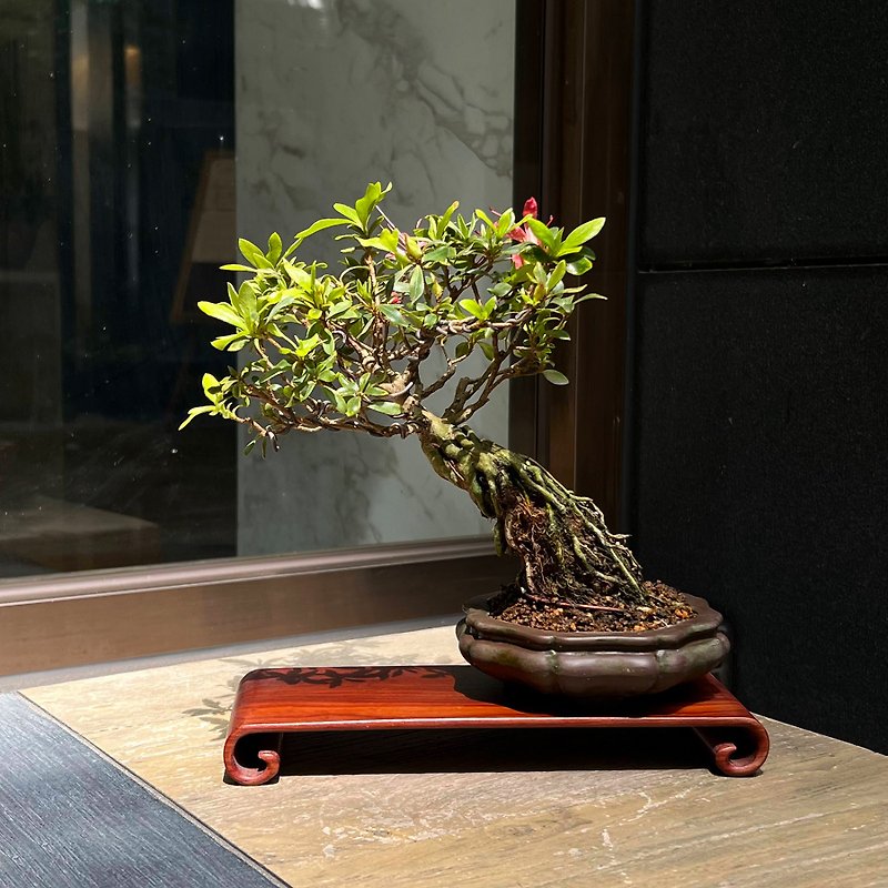 Japanese Satsuki Rhododendron | Red Thousand Feathered Crane Exhibition Grade Bonsai in Bloom - Plants - Pottery 