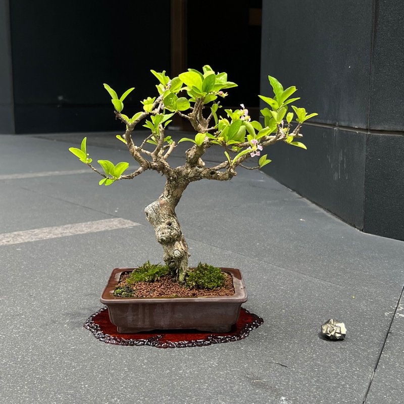 西印度櫻桃∣小品稀有盆景 開花中 - 盆栽/植栽 - 陶 