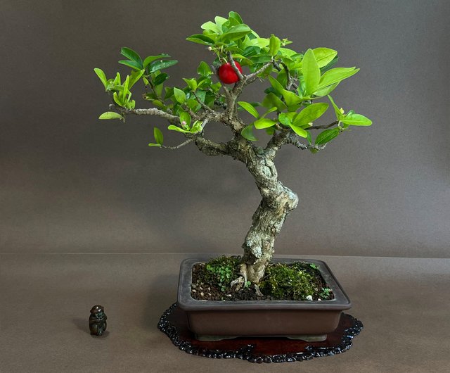 アセロラ ∣ 希少盆栽 - ショップ mu bonsai 観葉植物 - Pinkoi