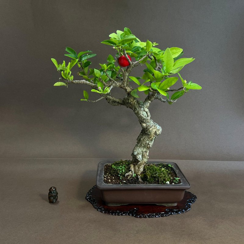 西印度櫻桃∣小品稀有盆景 - 盆栽/植栽 - 陶 