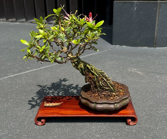 サツキシャクナゲ | 千羽鶴展出品級 開花盆栽 - ショップ mu bonsai 観葉植物 - Pinkoi