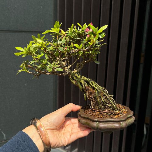 サツキシャクナゲ | 千羽鶴展出品級 開花盆栽 - ショップ mu bonsai 観葉植物 - Pinkoi