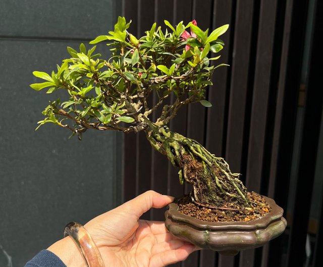 サツキシャクナゲ | 千羽鶴展出品級 開花盆栽 - ショップ mu bonsai 観葉植物 - Pinkoi